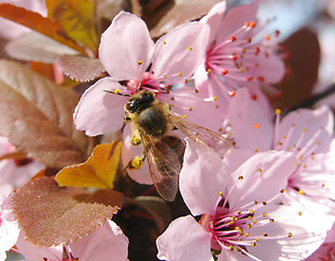 Image showing spring