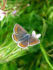 Image showing butterfly in grass