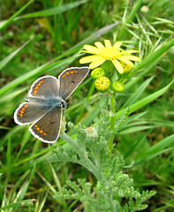 Image showing butterfly on a flower   