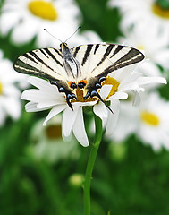 Image showing butterfly (Scarce Swallowtail)