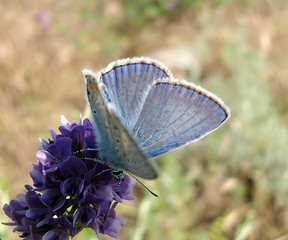Image showing blue butterfly 