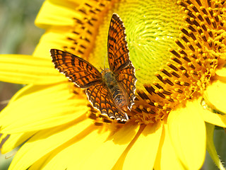Image showing butterfly on sunflower