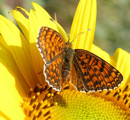 Image showing butterfly (Heath Fritillary)