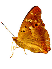 Image showing  golden butterfly