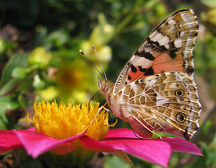 Image showing butterfly (Painted Lady) 