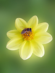 Image showing  bee on flower