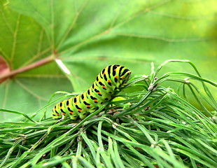 Image showing Caterpillar