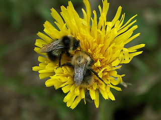 Image showing yellow flower and bee