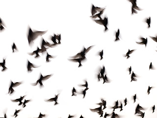 Image showing Starlings