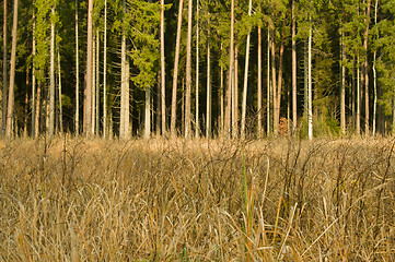 Image showing Look at autumn forest at sunny day