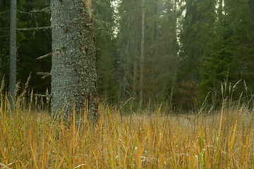 Image showing Look at autumn tree strain at day