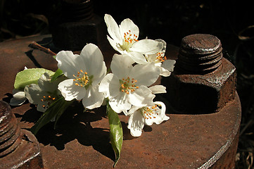 Image showing rust bolt and flower