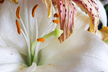 Image showing Fallen lily