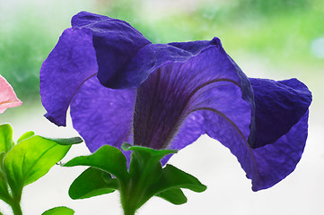 Image showing Blossom petunia