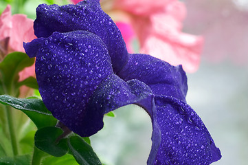 Image showing Blossom petunia