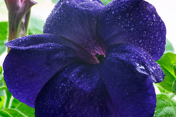 Image showing Blossom petunia