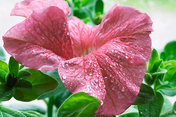 Image showing Blossom petunia