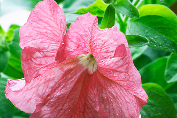 Image showing Blossom petunia