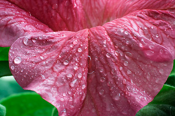 Image showing Blossom petunia