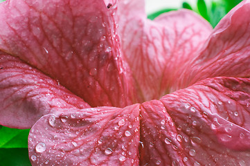 Image showing Blossom petunia
