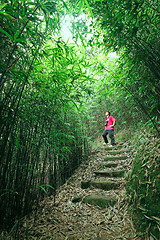 Image showing photographer taking photo in bamboo path 