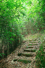 Image showing Green Bamboo Forest -- a path leads through a lush bamboo forest