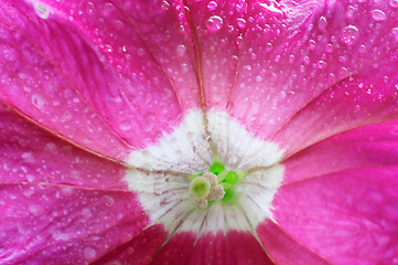 Image showing Blossom petunia