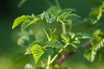 Image showing The branch of a raspberry shined by the sun