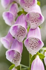 Image showing Flowers pink digitalis (Digitalis purpurea), a close up