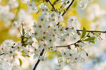 Image showing Branch of a blossoming cherry