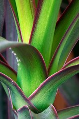 Image showing Dracaena draco (dragon tree)