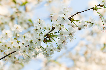 Image showing Branch of a blossoming cherry