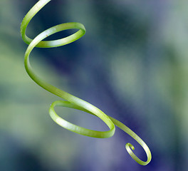 Image showing Cucumbers liane