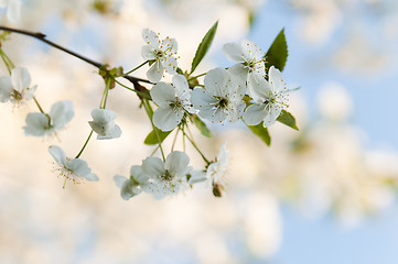 Image showing Branch of a blossoming cherry