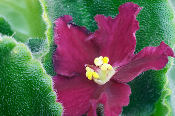 Image showing African violet