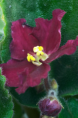 Image showing African violet