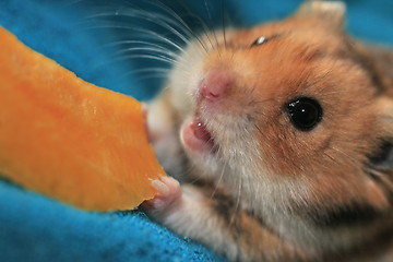 Image showing hamster