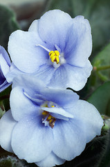 Image showing African violet