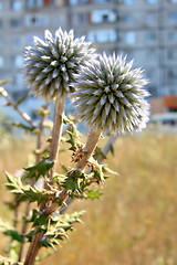 Image showing Two prickly flowers