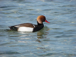 Image showing duck swimming