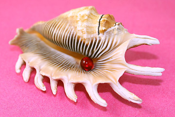 Image showing Sea cockleshell