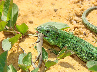 Image showing The big lizard eats a small lizard