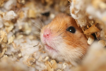 Image showing Curious Hamster