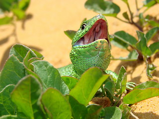 Image showing lizard