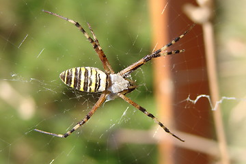 Image showing Spider