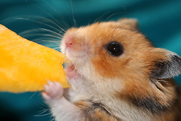 Image showing hamster