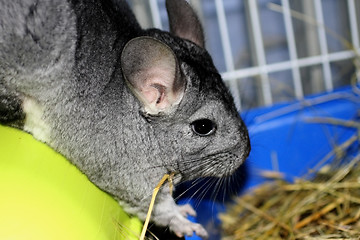 Image showing Chinchilla