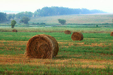 Image showing Hay sheaves