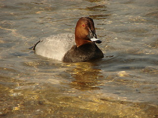 Image showing duck swimming