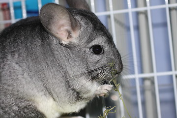 Image showing Chinchilla